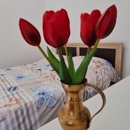 Studio Pico Клуж-Напока Екстер'єр фото